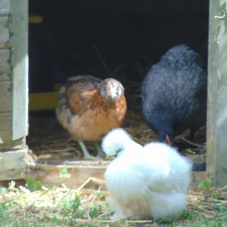 La Chauviere Bed & Breakfast *